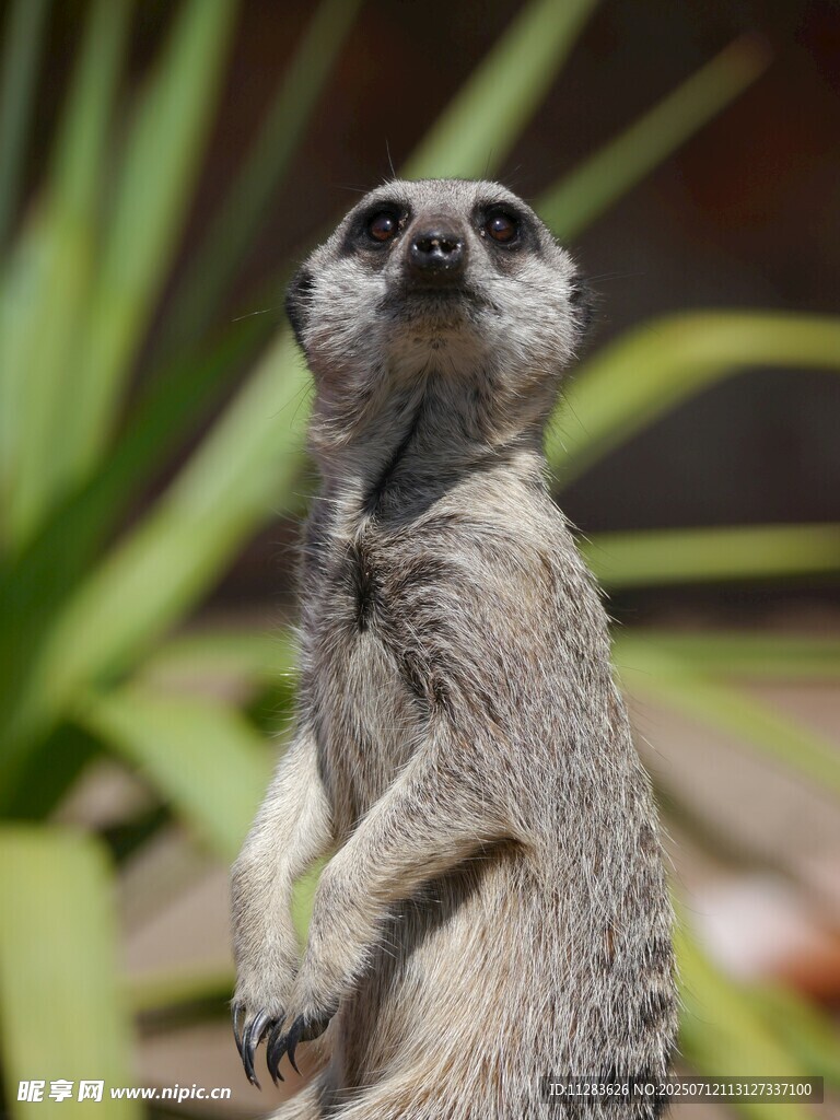 站立的狐獴