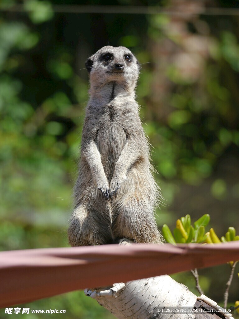 站在手臂上的可爱猫鼬