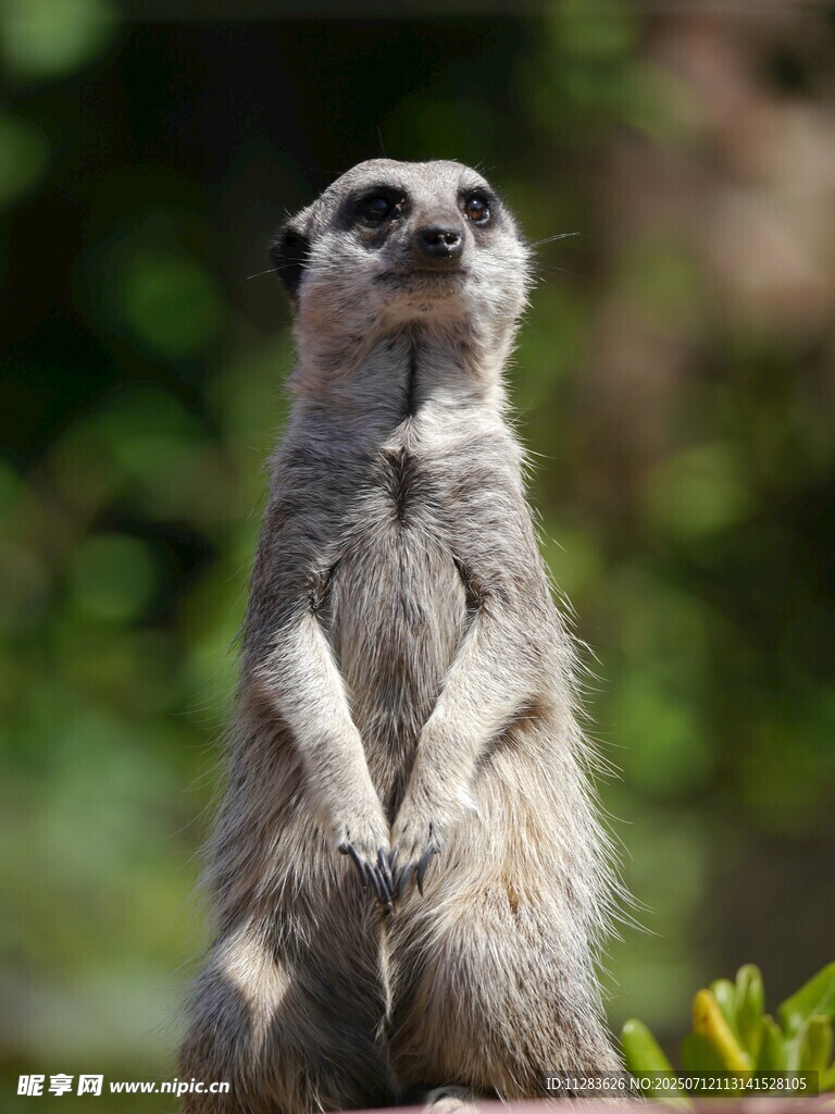 站立的狐獴