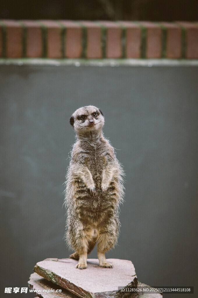 站立的猫鼬