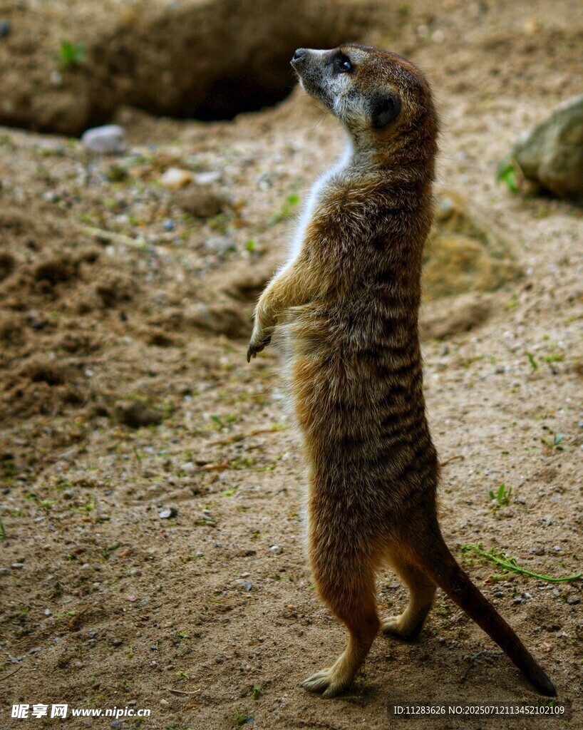 站立的猫鼬