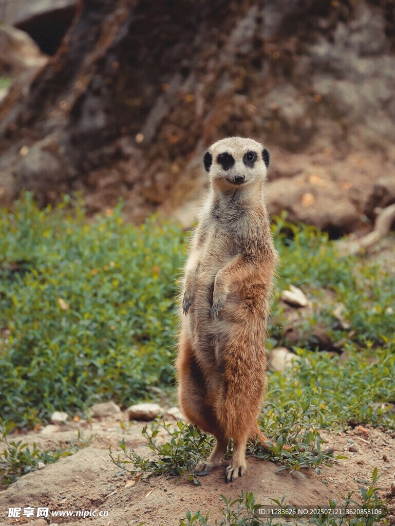 站立的狐獴