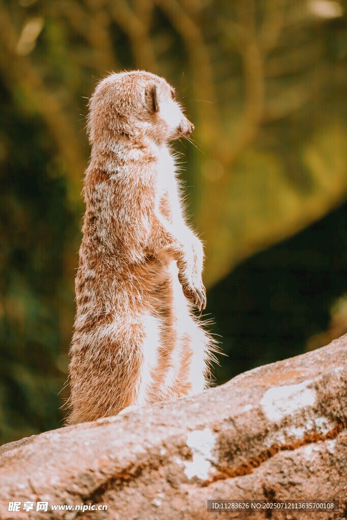 站立的猫鼬