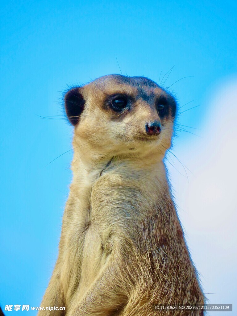 站立的猫鼬
