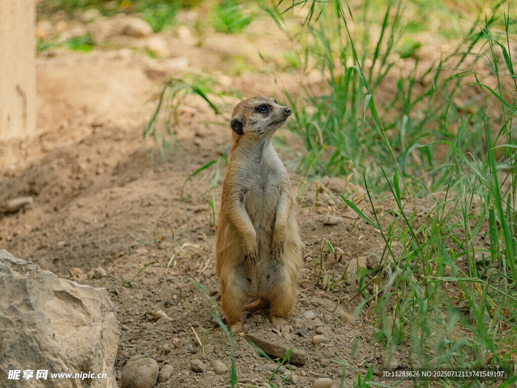 站立的狐獴