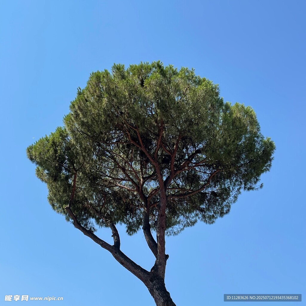 蓝天之下的孤耸松树