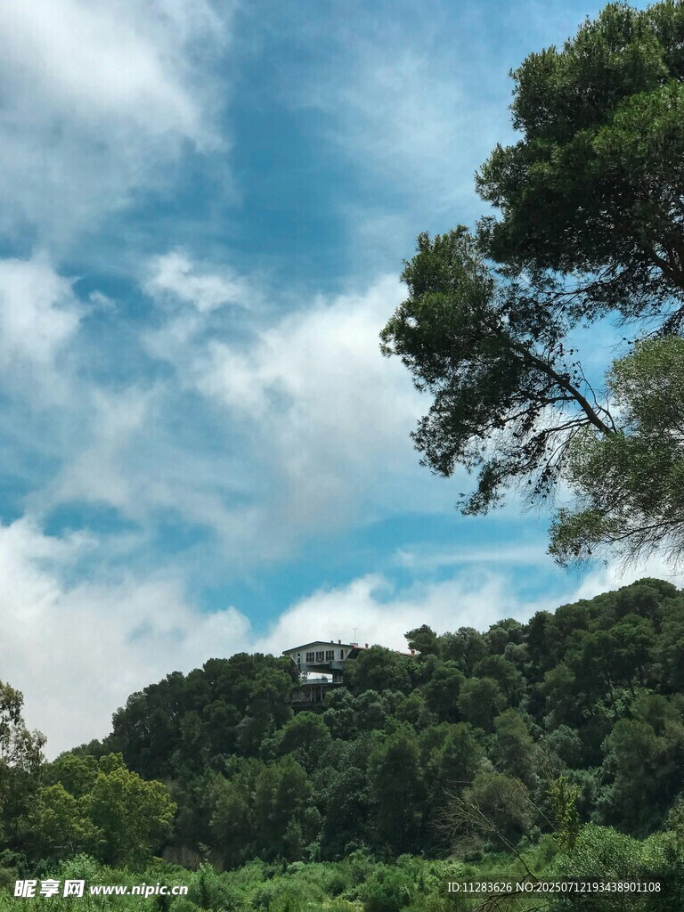 蓝天白云下的葱郁树林