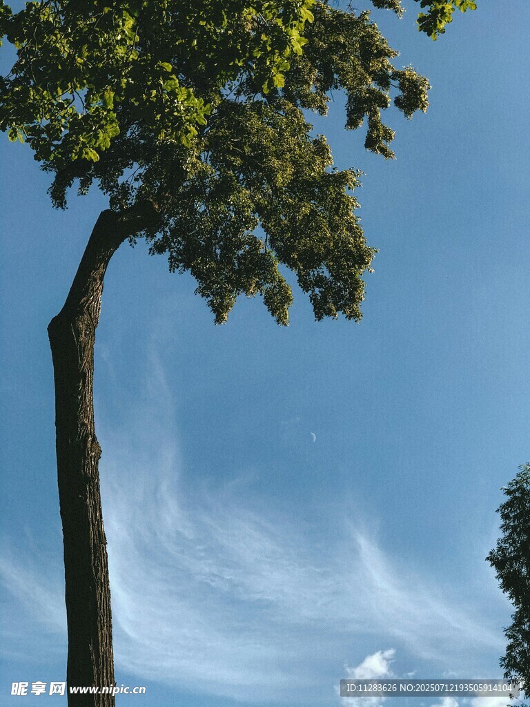 蓝天绿树间的自然景致