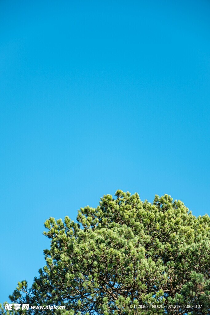 蓝天绿树美景