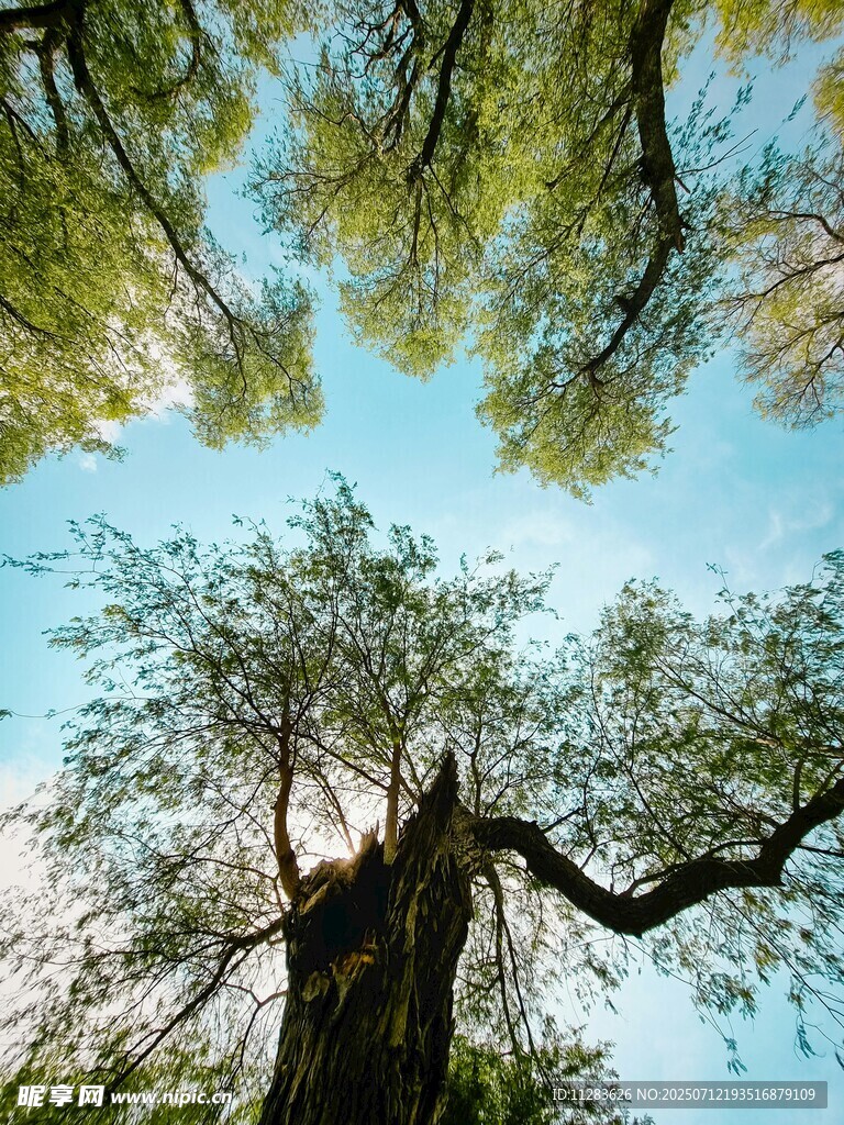 仰望蓝天绿树间的生机