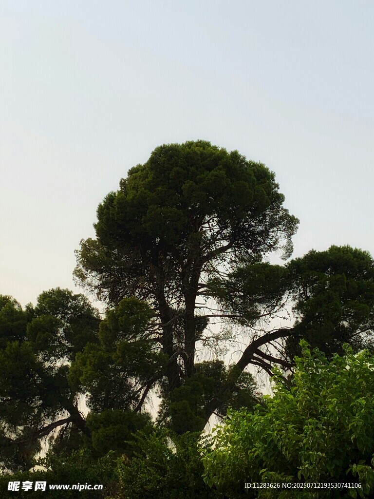 挺拔松树与葱郁绿植