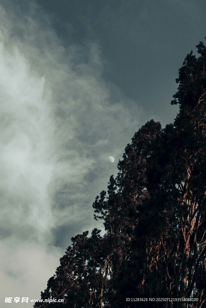 树梢之上的天空景致