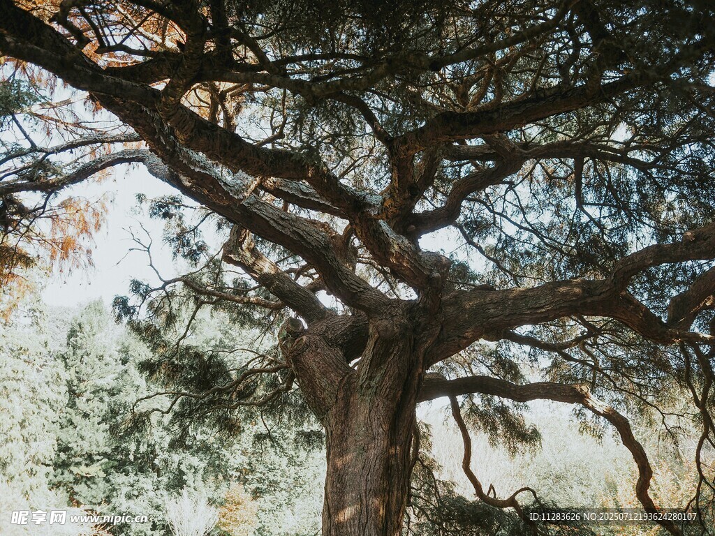 古老苍劲的大树