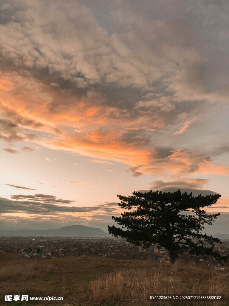 草原孤树映绚丽晚霞