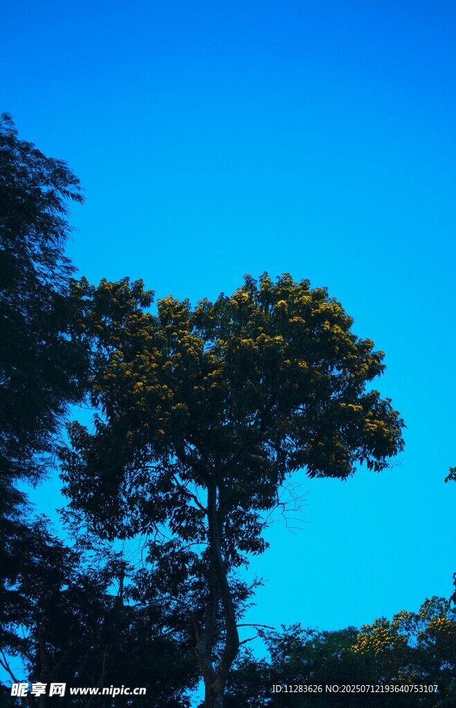 蓝天映衬下的繁茂树木