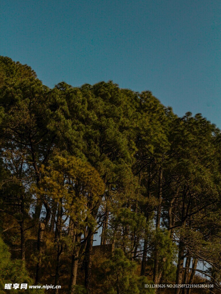 茂密松林映蓝天