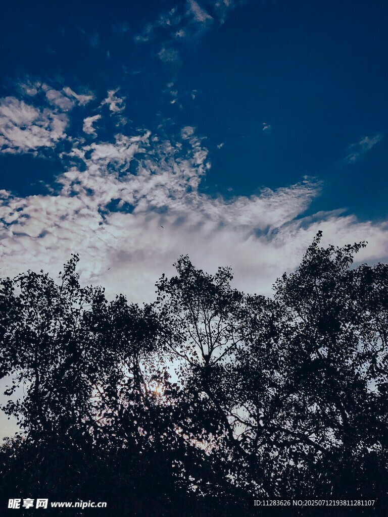 蓝天映衬下的树梢剪影