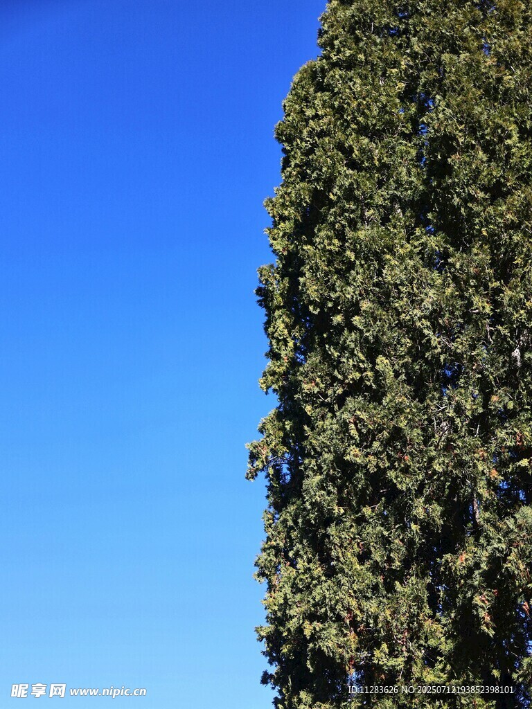 蓝天映衬下的葱郁树木