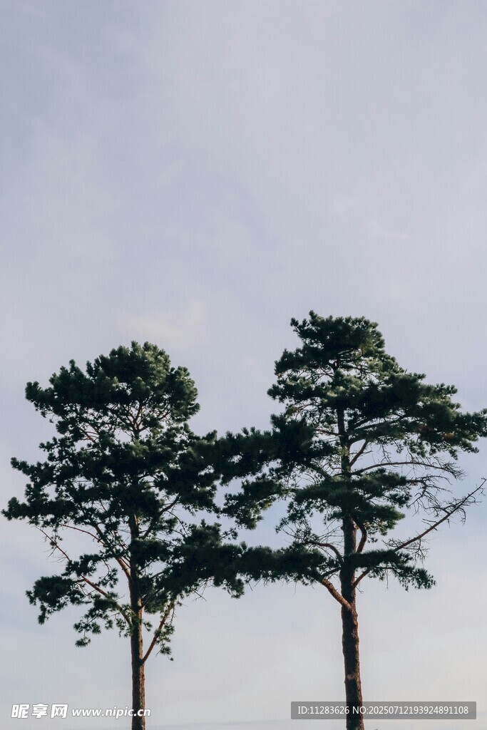 三棵挺拔松树屹立天际