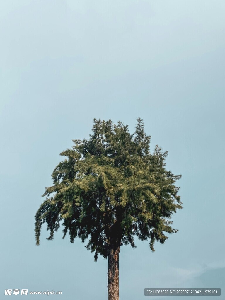 孤独挺立的大树
