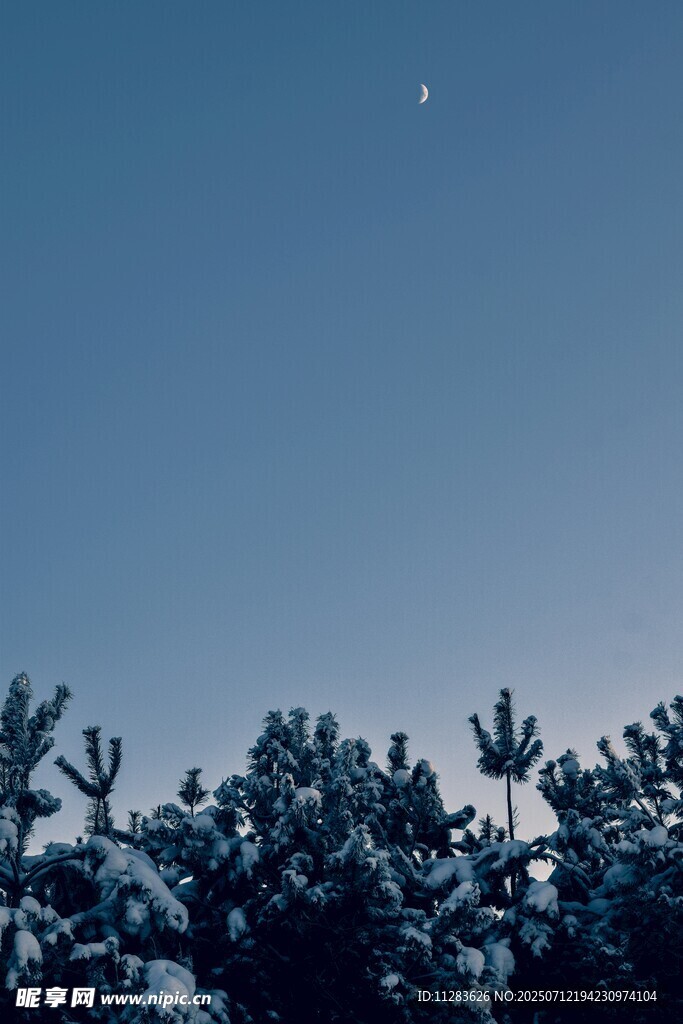 夜空下的雪覆树木与孤星