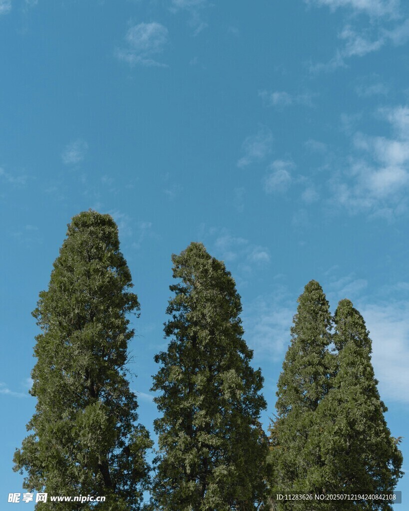 蓝天之下的挺拔绿树