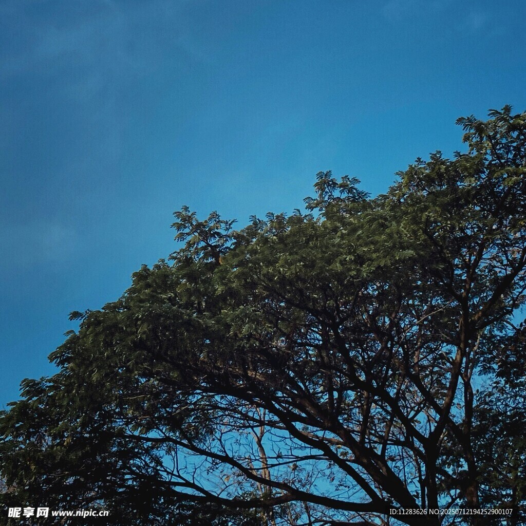 蓝天映衬下的繁茂树冠