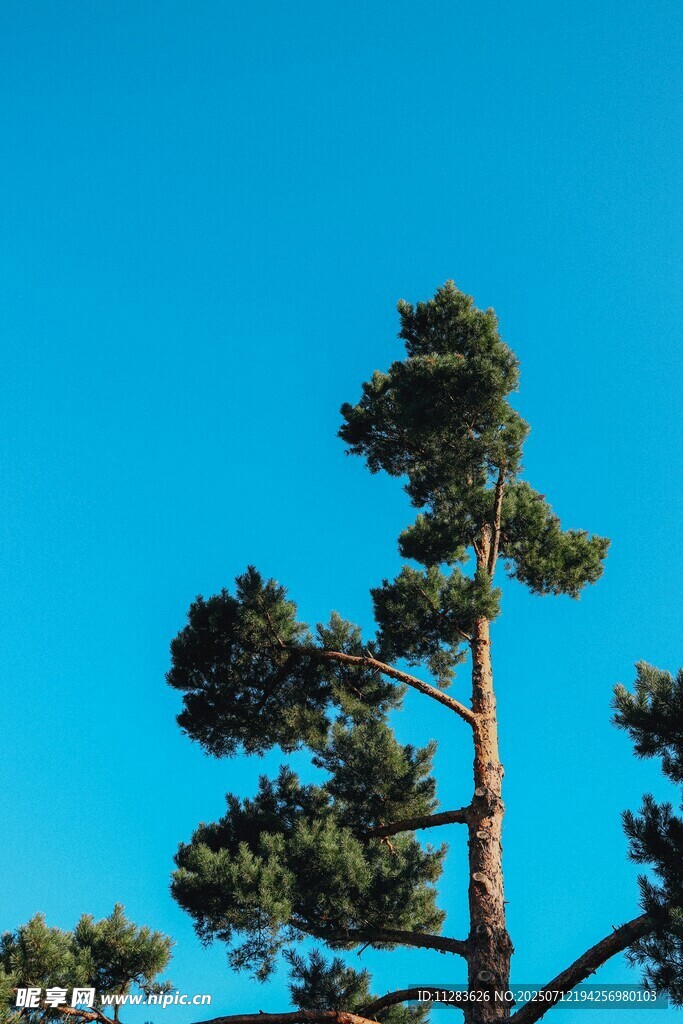 蓝天映衬下的挺拔松树