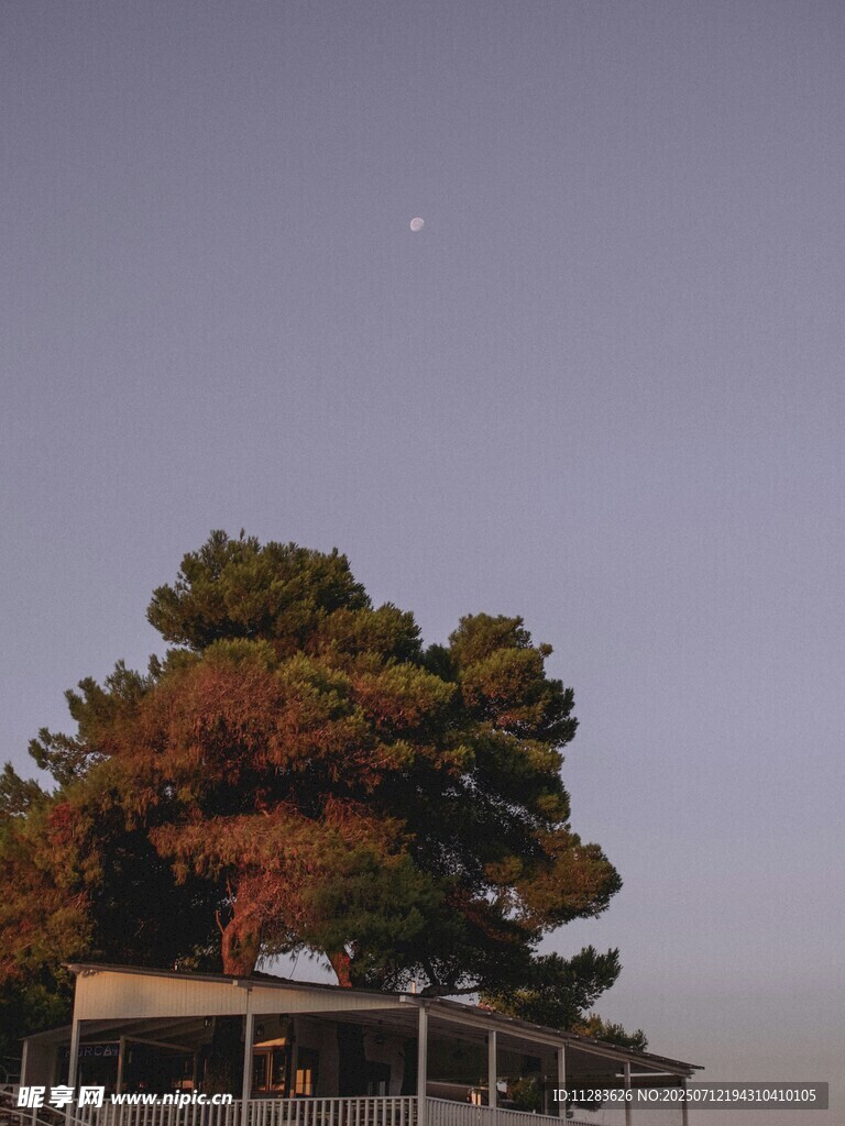 月夜下的多彩树木景观