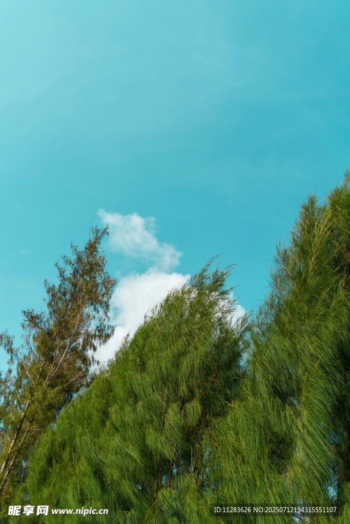 蓝天绿树间的白云