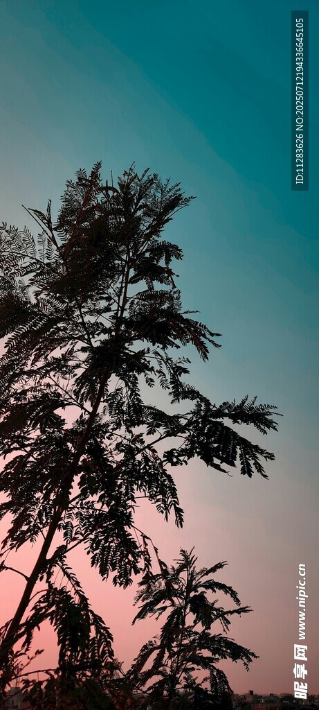 夕阳下的树木剪影