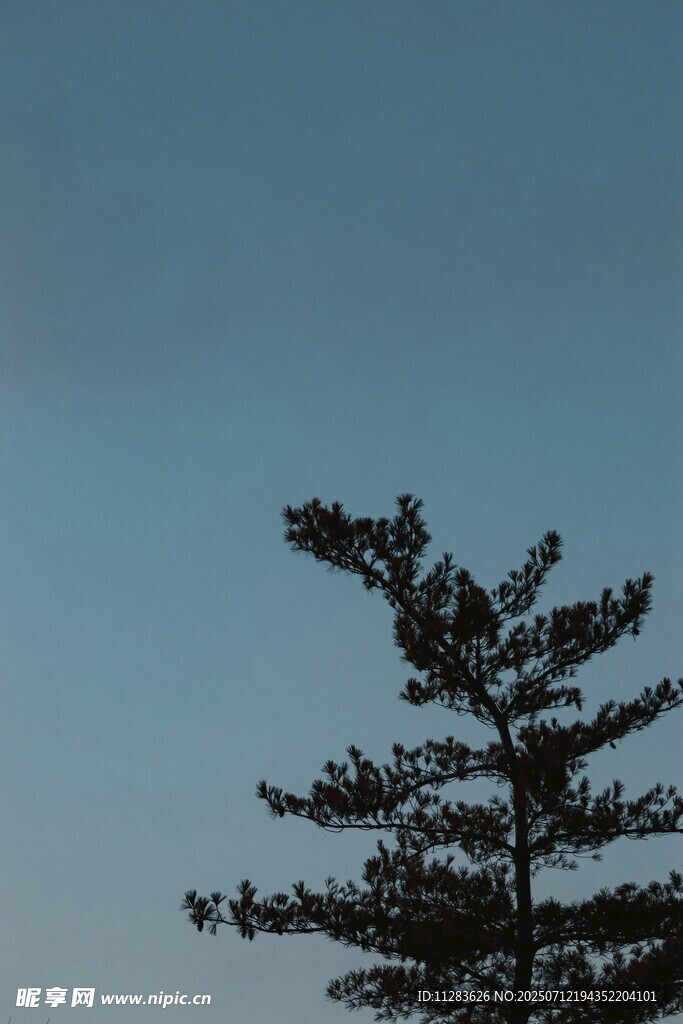 蓝天映衬下的挺拔松树
