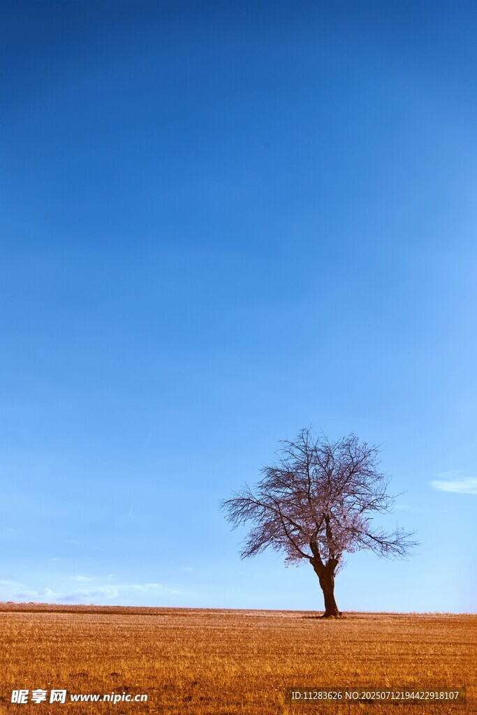 旷野孤树