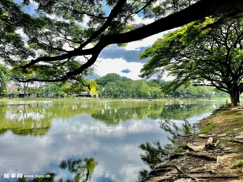 湖畔绿树成荫的静谧风光