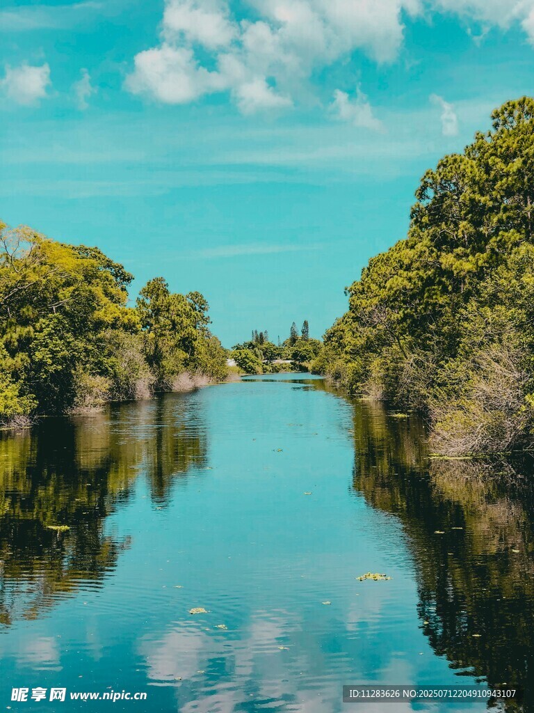 宁静河道旁的葱郁树林