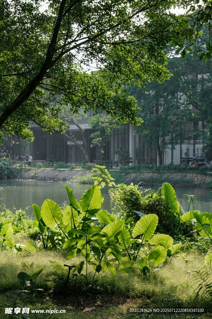湖畔绿植景观