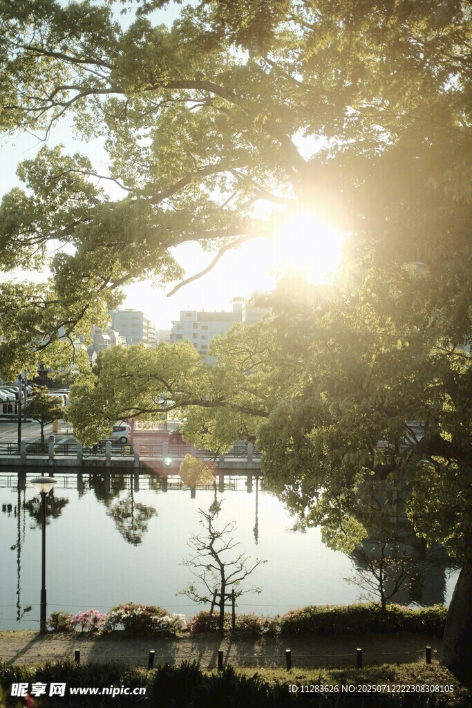 阳光洒落湖边绿树美景