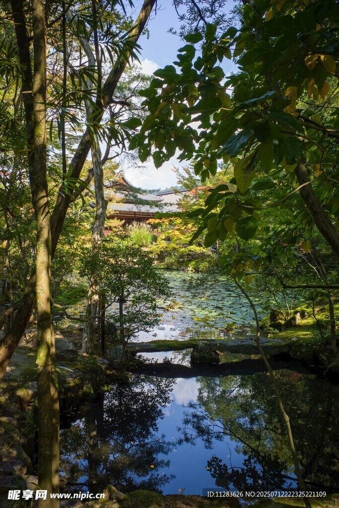 林间静谧溪流景观