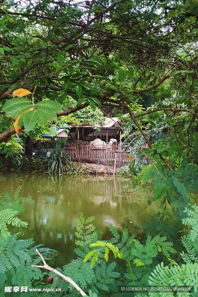 林间池塘边的静谧景致