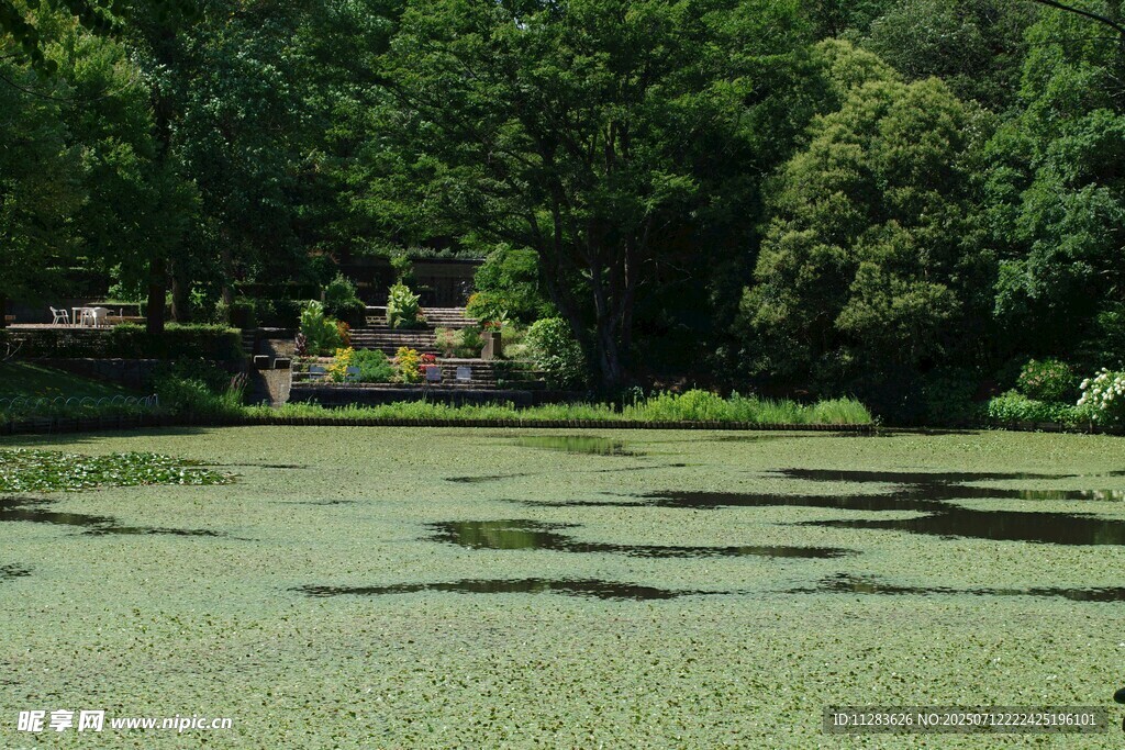绿意盎然的静谧池塘景观