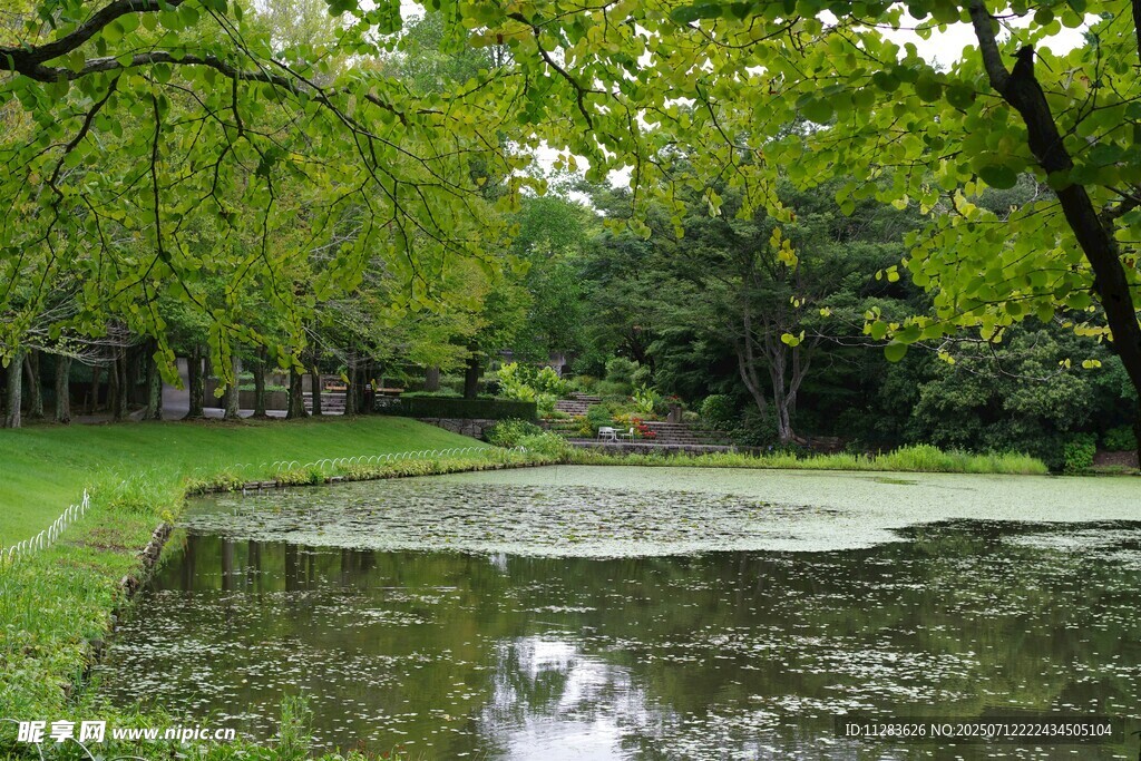 静谧林间池塘美景