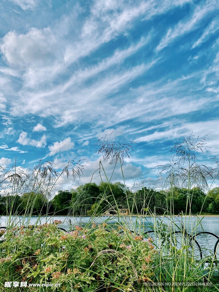 湖畔蓝天芦苇美景