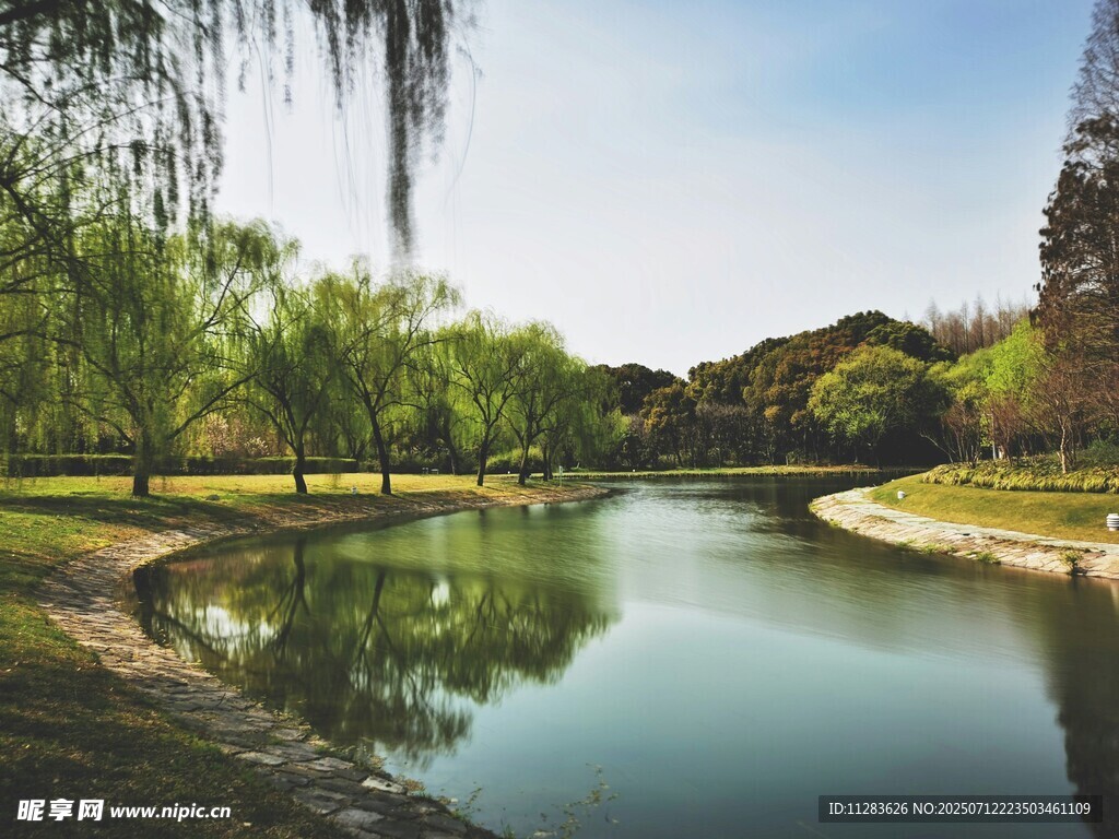 湖畔垂柳美景