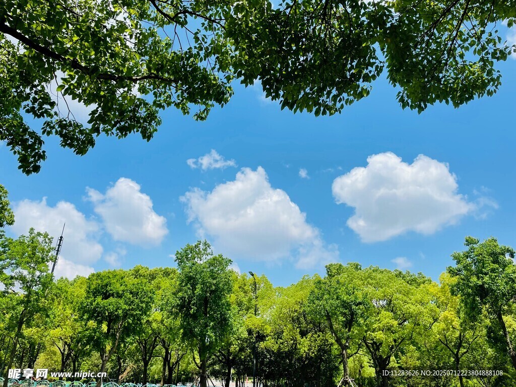 蓝天绿树间的清新景致