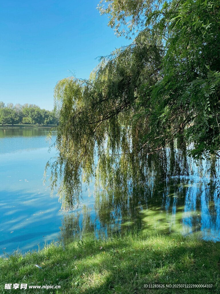 湖畔绿荫美景