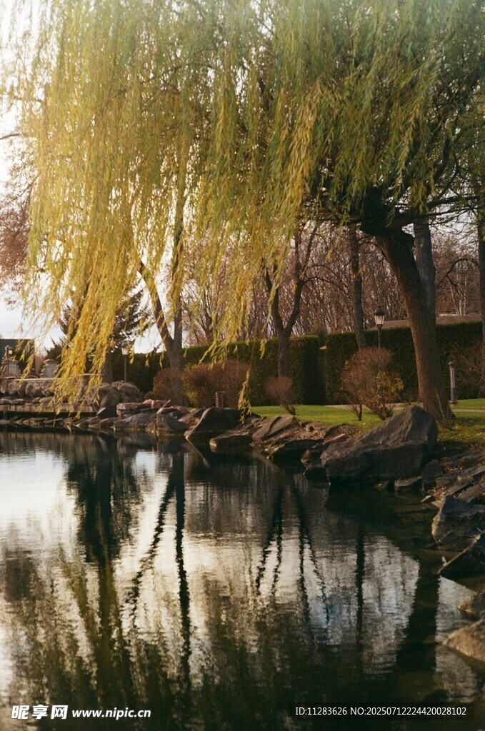 湖畔垂柳映水美景