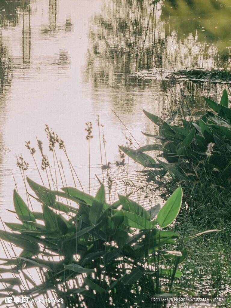 湖畔水生植物的静谧景致