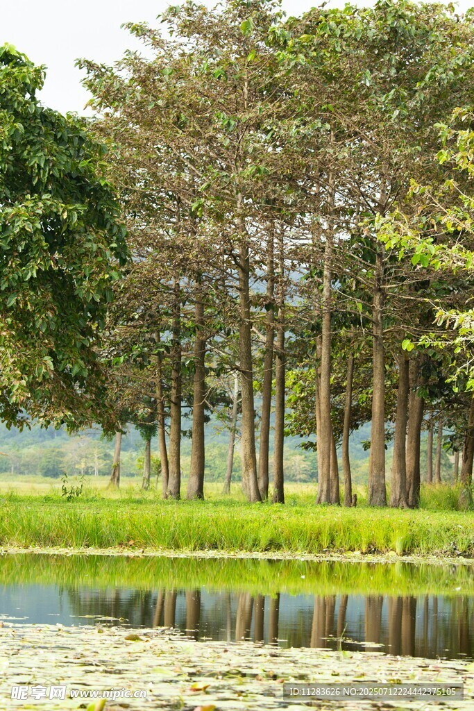 湖畔树林美景