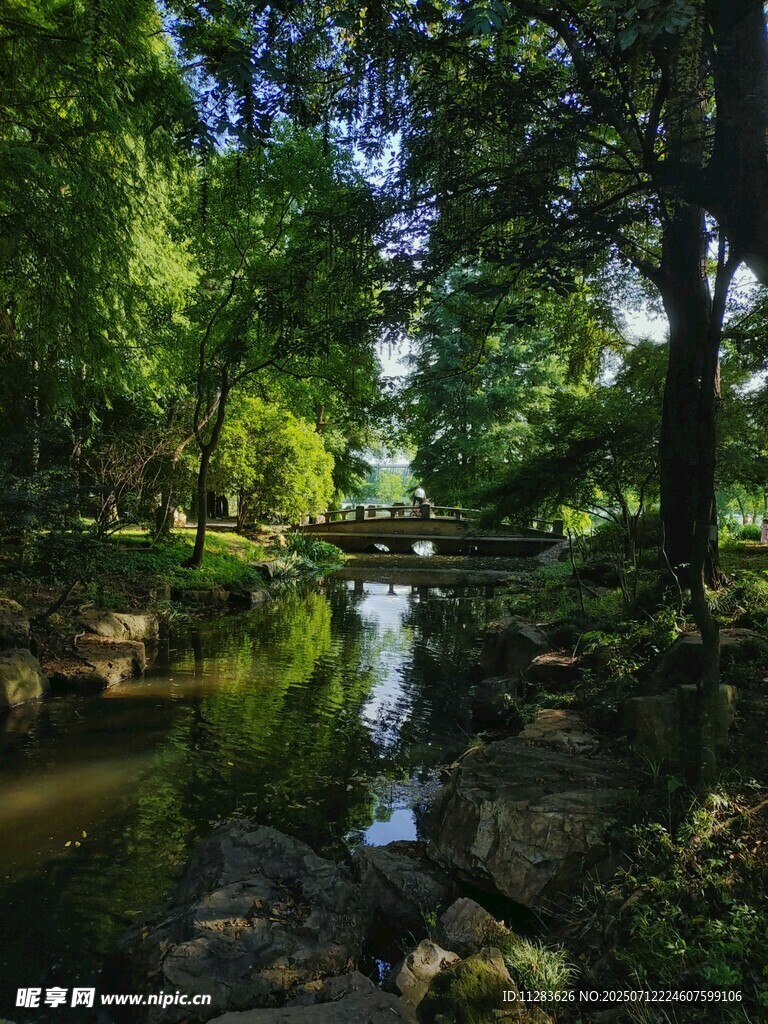 静谧溪边绿意盎然的景致