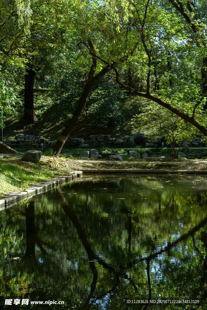 林间静谧池塘倒影美景